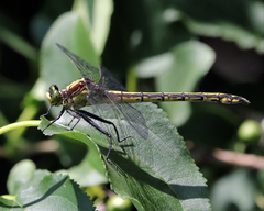 Dromogomphus spinosus