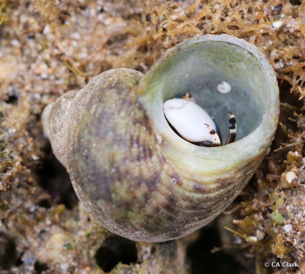 Hawaiian Turbo Snail from Napili, Maui, Hawai'i, USA on May 19, 2022 at