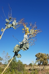 Acacia pyrifolia
