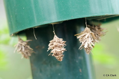 Brachycyttarus griseus