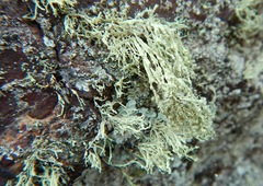 Ramalina intermedia