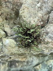 Myriopteris gracilis