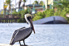 Pelecanus occidentalis
