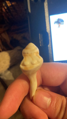 Sinistrofulgur sinistrum