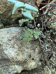 Myriopteris gracilis