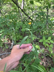 Heliopsis gracilis