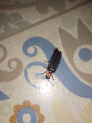 Photinus productus