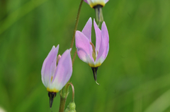 Primula tetrandra