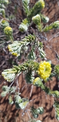 Pimelea ammocharis