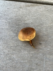 Pholiota subsulphurea