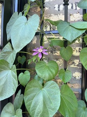 Clematis