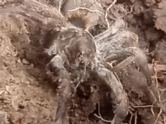 Dugesiella anitahoffmannae