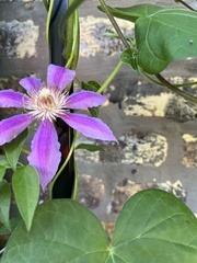 Clematis