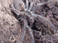 Dugesiella anitahoffmannae