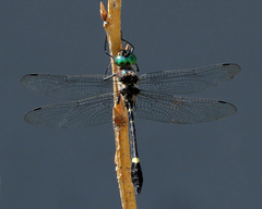 Macromia illinoiensis