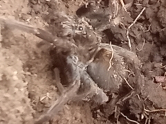 Dugesiella anitahoffmannae