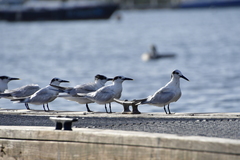 Thalasseus sandvicensis