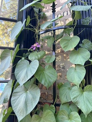Clematis