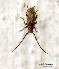 Eupogonius