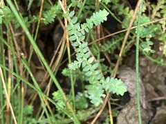 Selaginella apoda