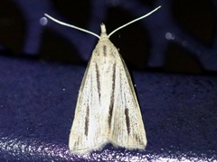 Macrochilo bivittata