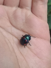 Labidomera suturella