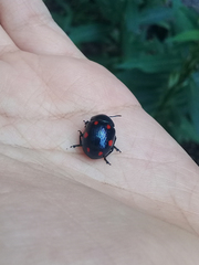 Labidomera suturella