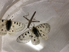 Parnassius