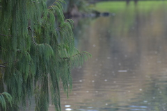 Cupressus cashmeriana