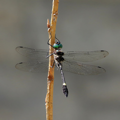 Macromia illinoiensis