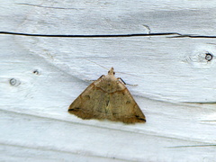 Zanclognatha laevigata