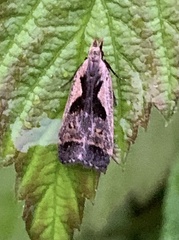 Dichomeris bilobella