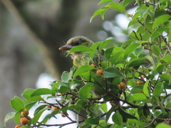 Psilopogon faiostrictus