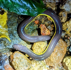 Ichthyophis kodaguensis