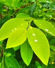 Erythroxylum coca