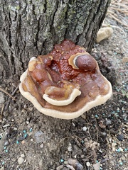 Ganoderma sessile