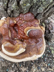 Ganoderma sessile