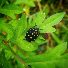 Pachycoris klugii