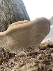 Ganoderma sessile
