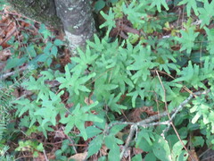 Lygodium palmatum image