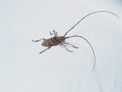 Monochamus alternatus