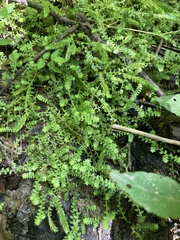 Selaginella apoda