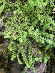 Selaginella apoda
