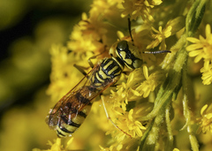 Philanthus multimaculatus