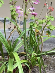 Crinum moorei