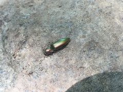 Nitidolimonius resplendens