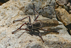 Machimus griseus