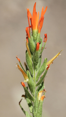Castilleja minor