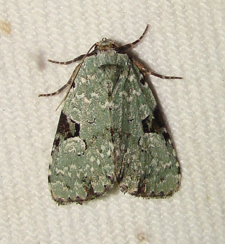 Green Leuconycta Moth