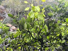 Maytenus octogona